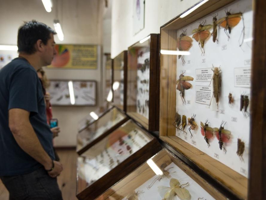 Museo Entomológico y de Historia Natural de Vicuña.