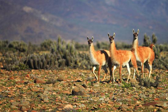 Hasta el 19 de julio en la Sala Lagar del Museo de Vicuña.